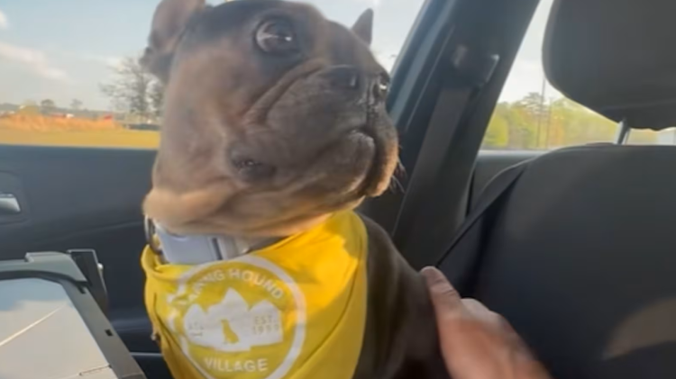 주인에게 반환된 프렌치 불독.