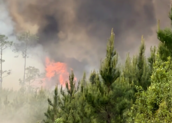 조지아 남부 클린치 카운티에서 확산되고 있는 산불. [산림위원회 제공]