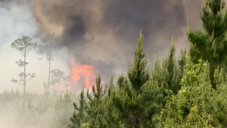 조지아 남부 클린치 카운티에서 확산되고 있는 산불. [산림위원회 제공]