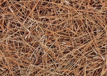 Pine Straw 이미지 [셔터스톡]