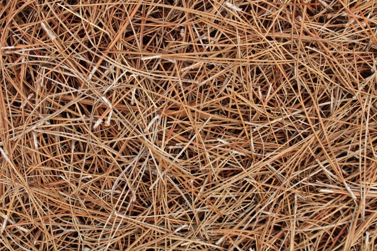 Pine Straw 이미지 [셔터스톡]