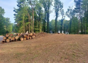 강스 트리 서비스 제공