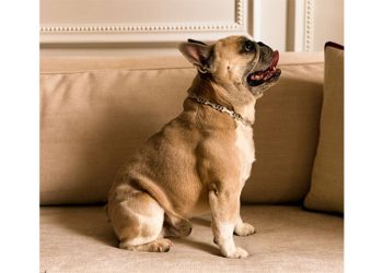 최근 반려견을 위해 금과 다이아몬드로 제작된 맞춤형 목걸이가 등장해 화제다. 사진 주얼리 전문매체 JCK 홈페이지