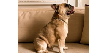 최근 반려견을 위해 금과 다이아몬드로 제작된 맞춤형 목걸이가 등장해 화제다. 사진 주얼리 전문매체 JCK 홈페이지