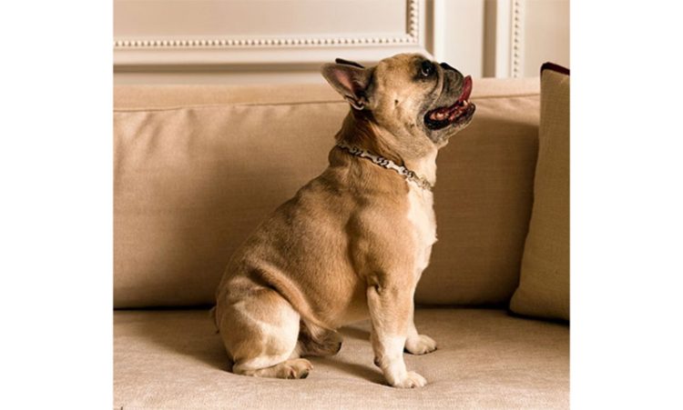 최근 반려견을 위해 금과 다이아몬드로 제작된 맞춤형 목걸이가 등장해 화제다. 사진 주얼리 전문매체 JCK 홈페이지