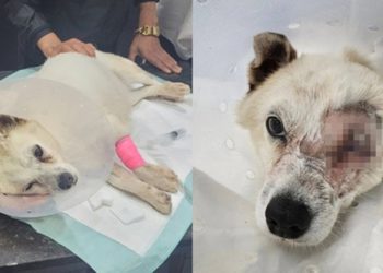 지난해 6월 8일 해병대원과 민간인의 비비탄 난사로 심각한 부상을 입은 반려견이 결국 안구를 적출했다. 인스타그램 '비글구조네트워크' 캡처