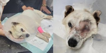 지난해 6월 8일 해병대원과 민간인의 비비탄 난사로 심각한 부상을 입은 반려견이 결국 안구를 적출했다. 인스타그램 '비글구조네트워크' 캡처