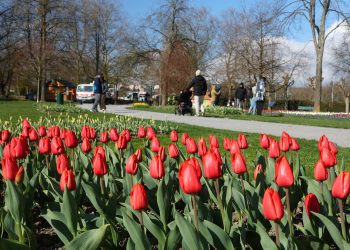 지난달 27일 스위스의 한 도시에서 열린 튤립 축제 기간 동안 방문객들이 공원을 거닐고 있다. [로이터]
