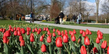 지난달 27일 스위스의 한 도시에서 열린 튤립 축제 기간 동안 방문객들이 공원을 거닐고 있다. [로이터]