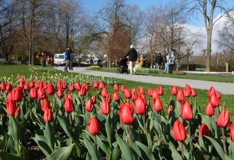 지난달 27일 스위스의 한 도시에서 열린 튤립 축제 기간 동안 방문객들이 공원을 거닐고 있다. [로이터]