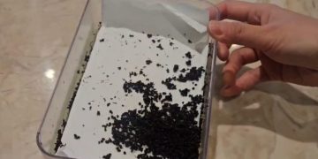 A씨가 운영하는 음식점이 보관 중이던 개미. 식약처 위해사범중앙조사단이 단속 중 확인됐다.